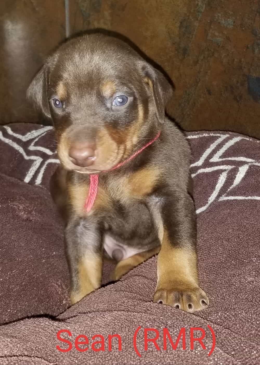 3 week old red male Doberman pinscher puppy