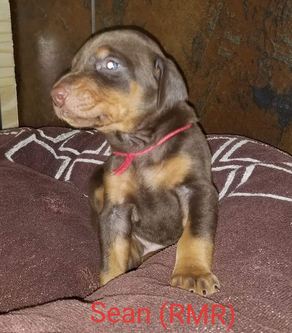 3 week old red male Doberman pinscher puppy