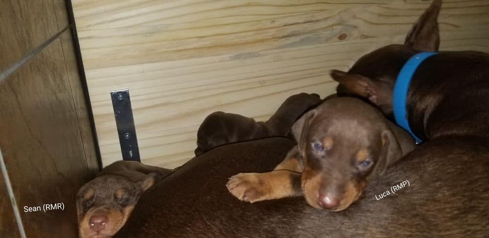 3 week old Doberman pinscher puppies