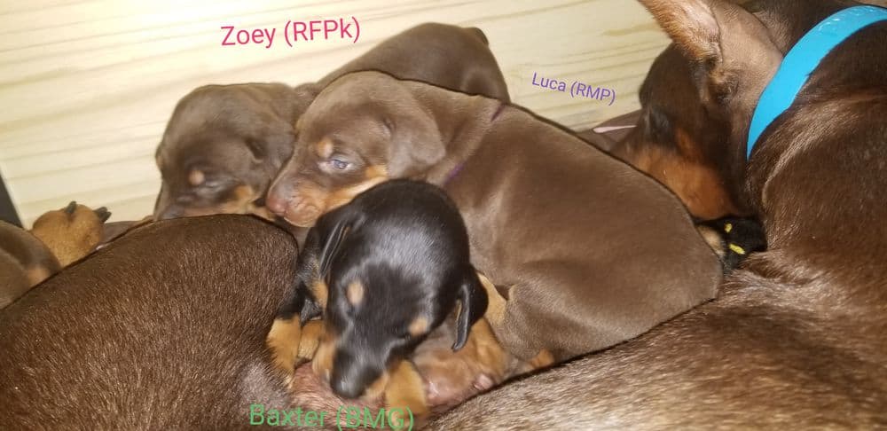 3 week old Doberman pinscher puppies