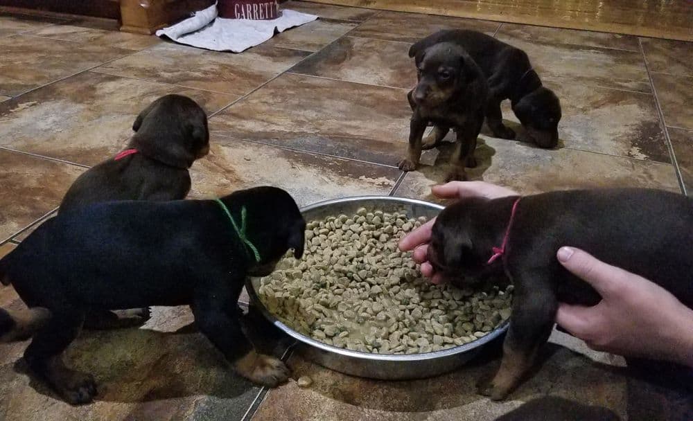 Doberman pinscher puppies eating food first time