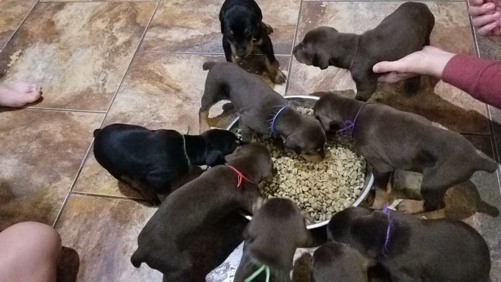 Doberman pinscher puppies eating food first time