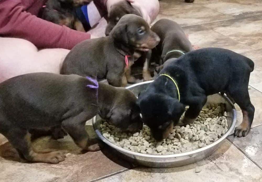 Doberman pinscher puppies eating food first time