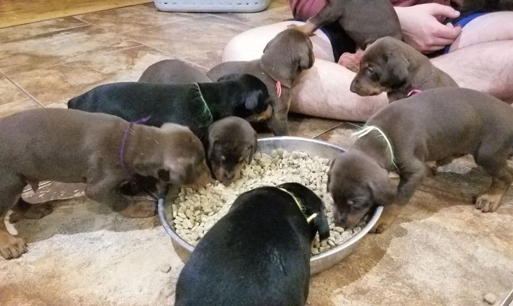 Doberman pinscher puppies eating food first time