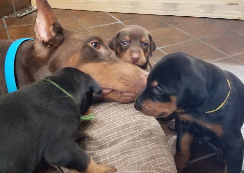 Doberman pinscher puppies with mom