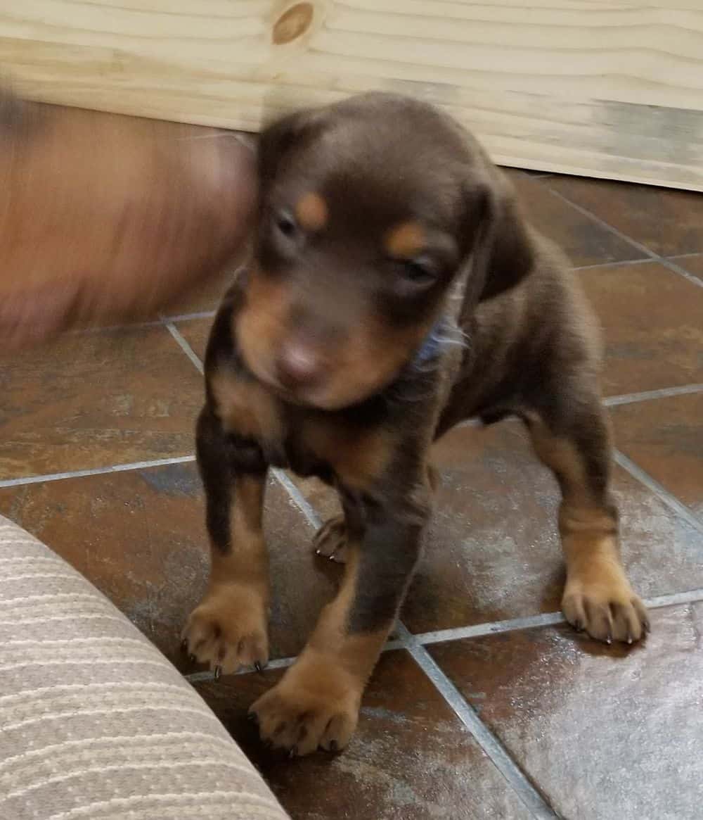 Doberman pinscher puppies with mom