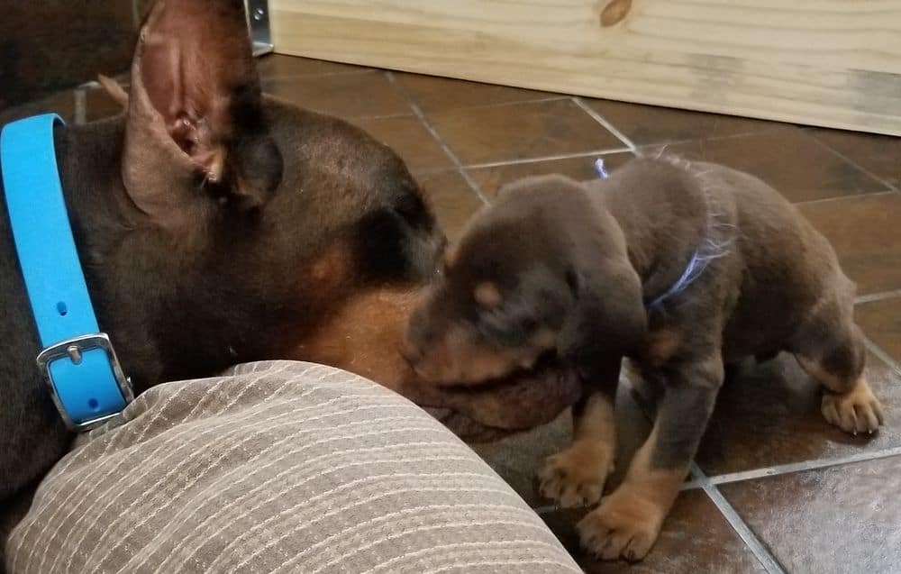 Doberman pinscher puppies with mom