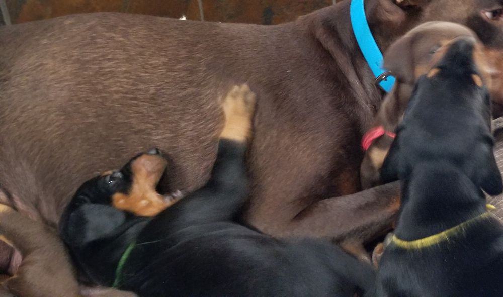 Doberman pinscher puppies with mom