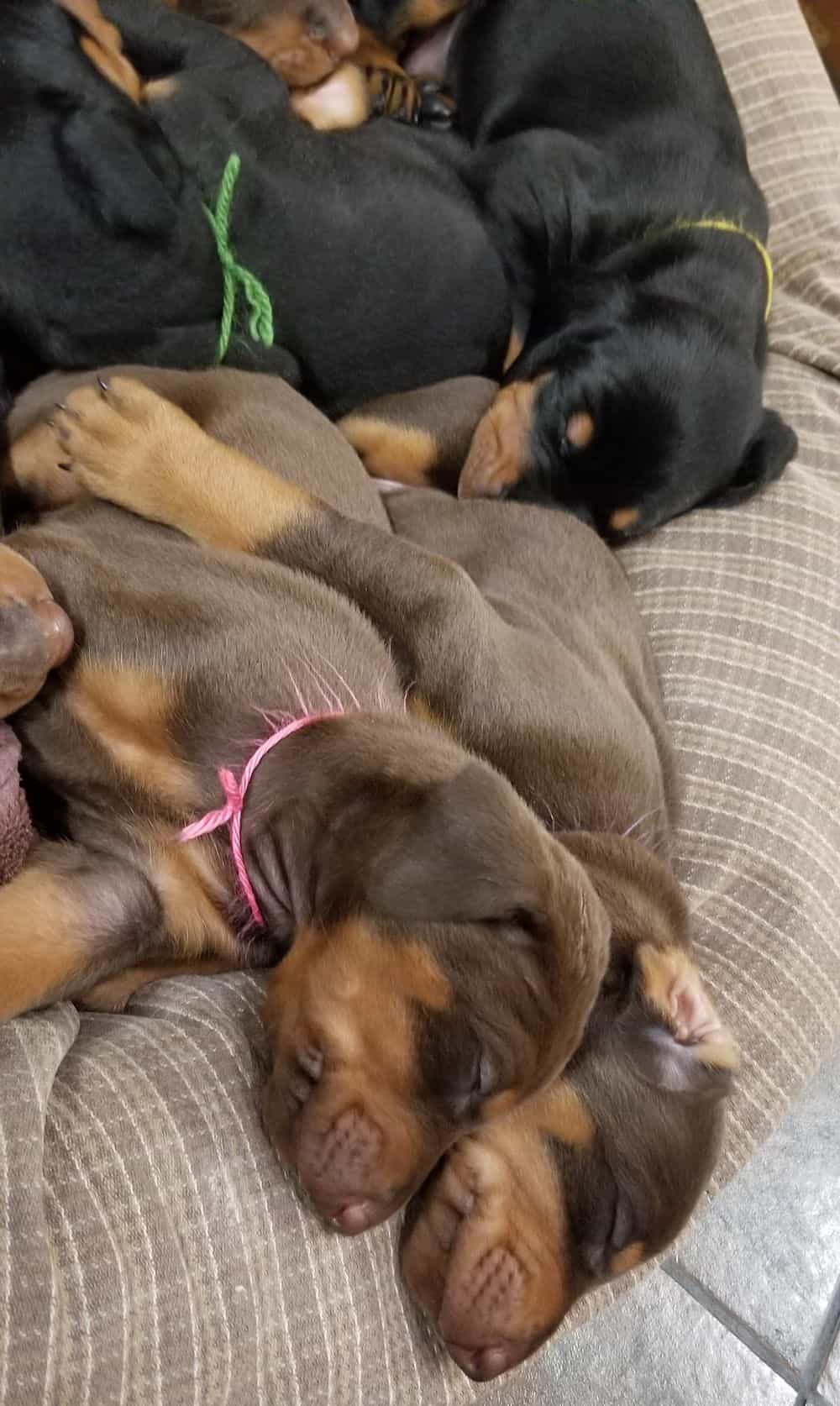 Doberman pinscher puppies