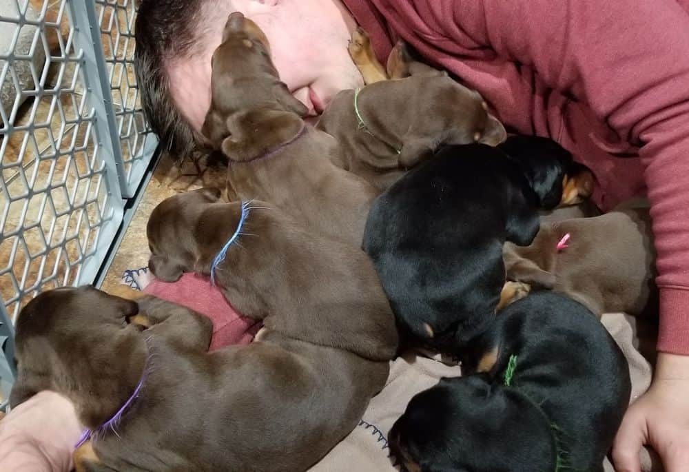 Doberman pinscher puppies cuddle