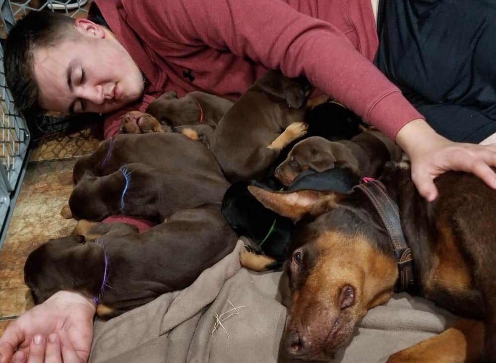 Doberman pinscher puppies cuddle