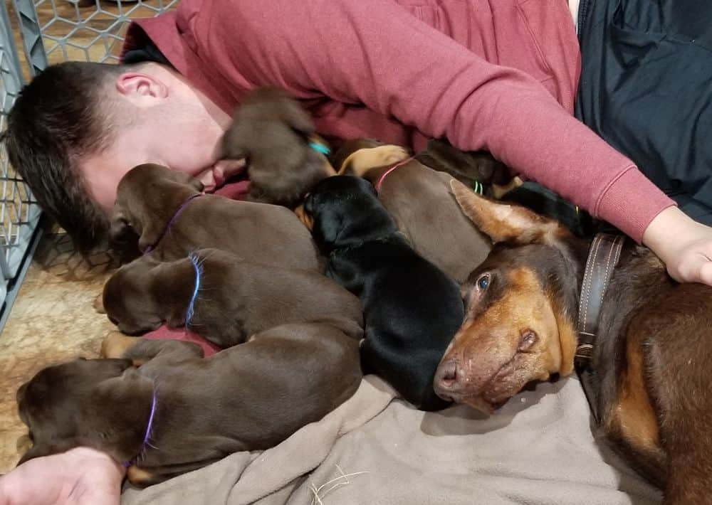 Doberman pinscher puppies cuddle