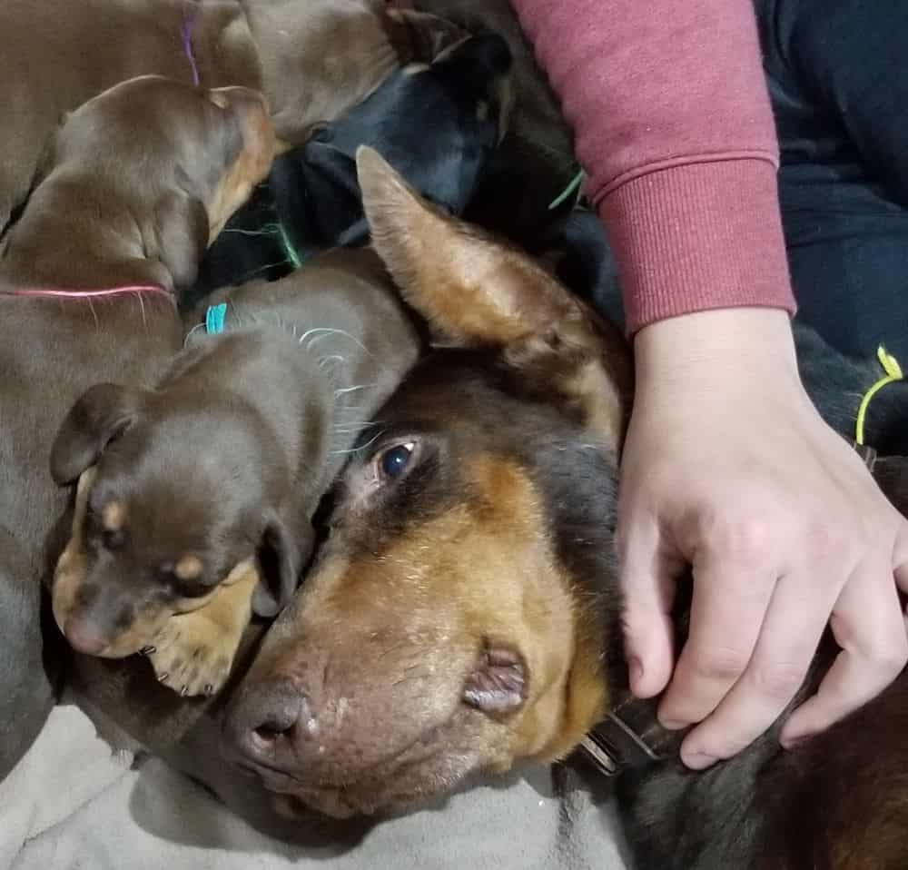 Doberman pinscher puppies cuddle