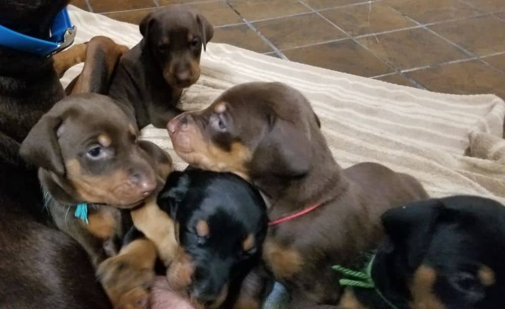 Doberman pinscher puppies