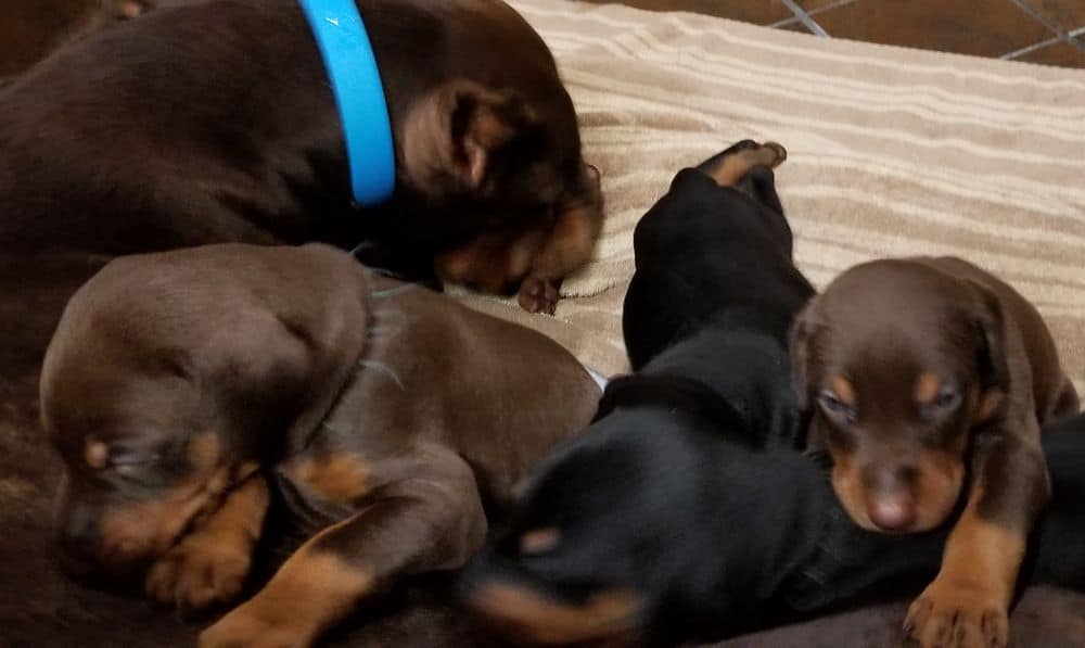 Doberman pinscher puppies