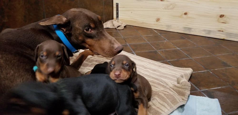 Doberman pinscher puppies