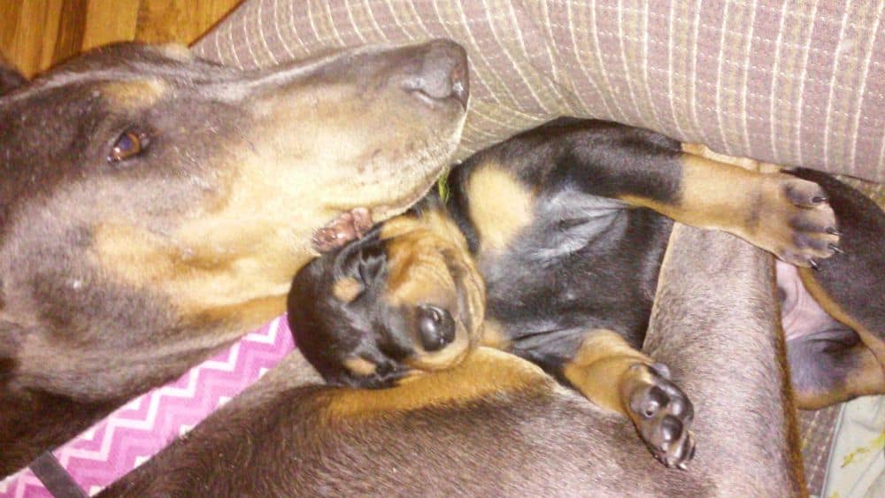 mother doberman with pup