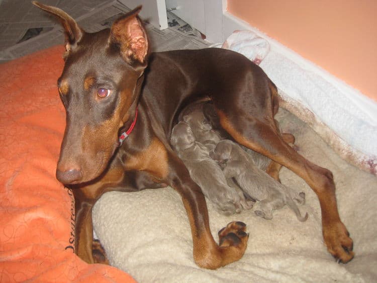 reds and fawns doberman puppies