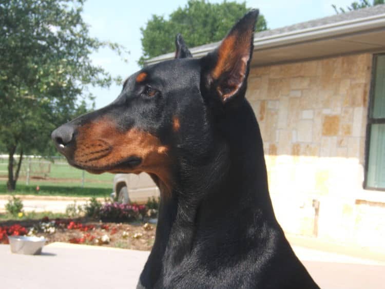 Adult Doberman Female