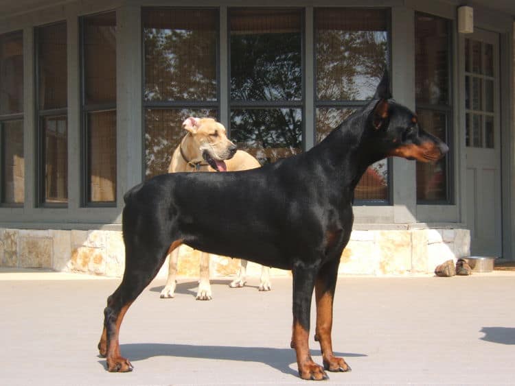 Adult Doberman Female