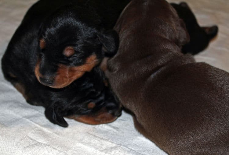 1 week old dobie puppy black/rust female