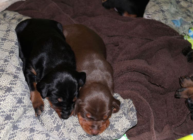 2 week old dobe pups