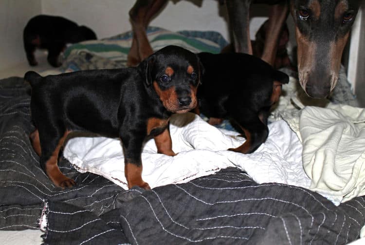 3 week old dobie puppy black/rust female