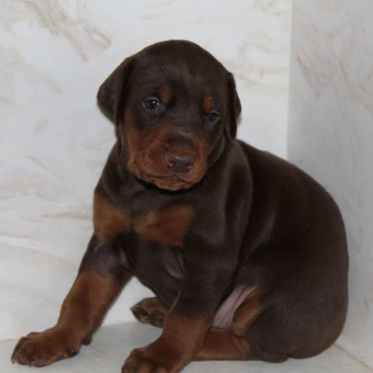 3 week old doberman red and rust male pup