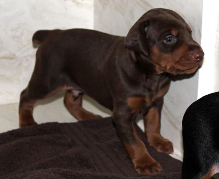 3 week old doberman red and rust male pup