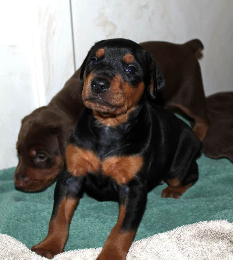3 week old dobie puppy black/rust female