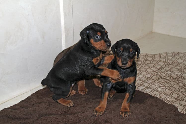 4 week old dobie puppy black/rust female