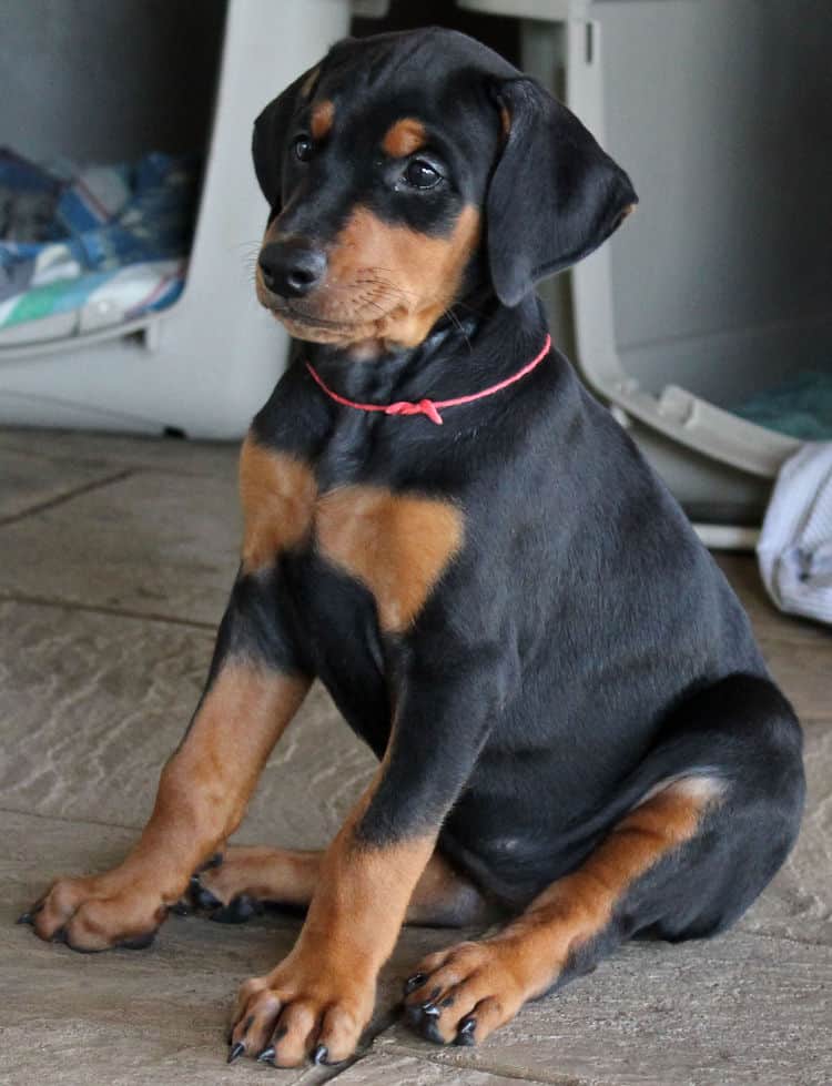 6 week old dobie puppy black/rust female