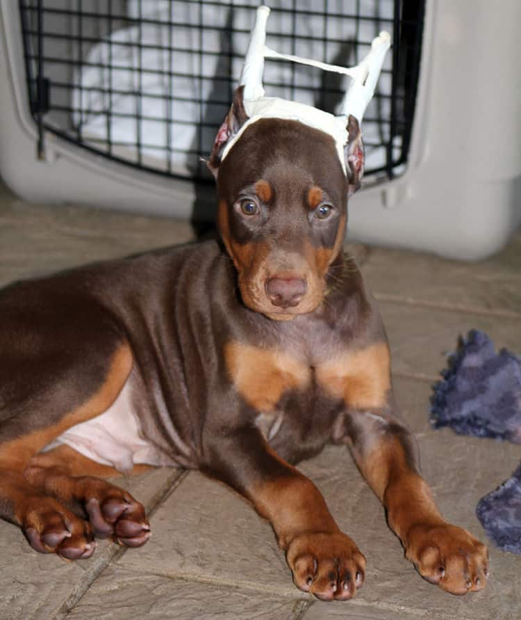 7 week old red male dobe pup