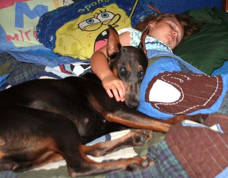 blue and rust female doberman with little girl