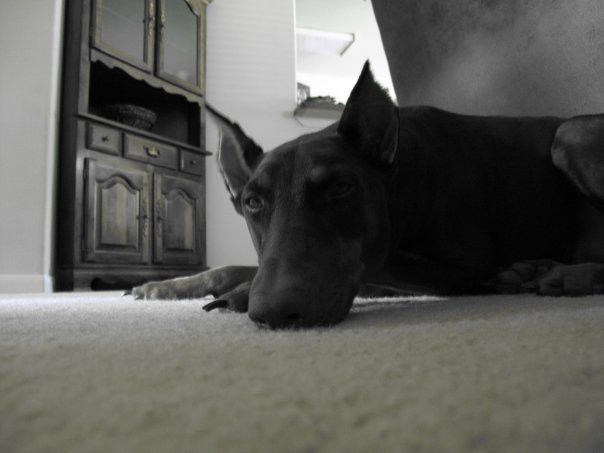 Rouge - owner's Doberman