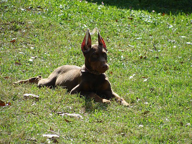 red and rust female doberman pup