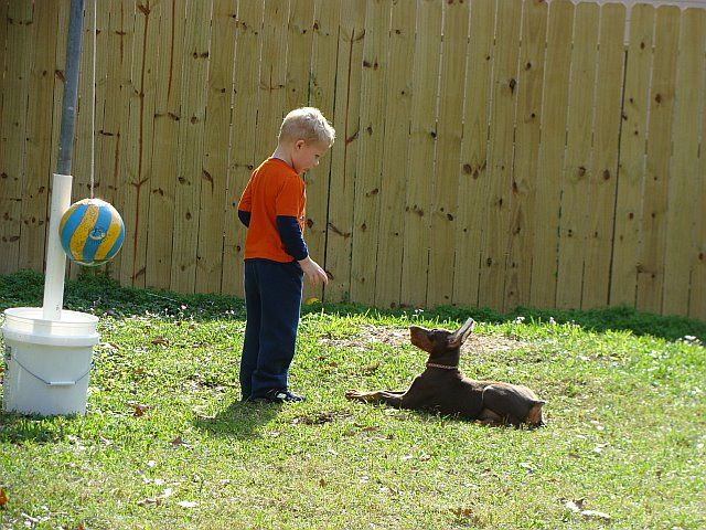 red and rust female doberman pup