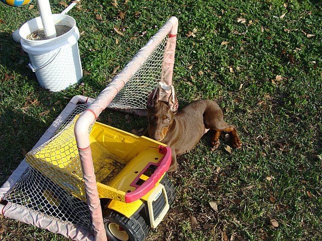 red and rust female doberman pup