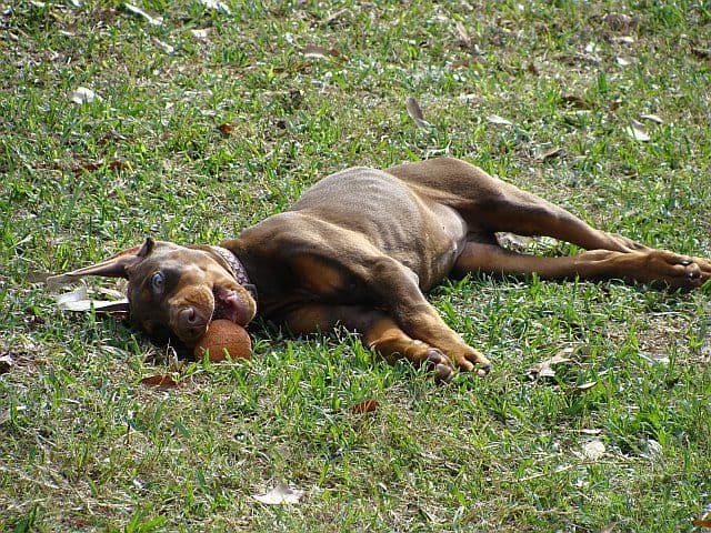 red and rust female doberman pup