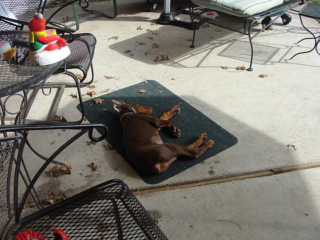 red and rust female doberman pup