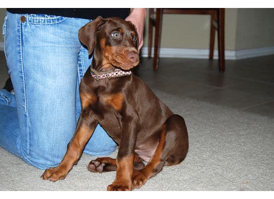 red dobie girl