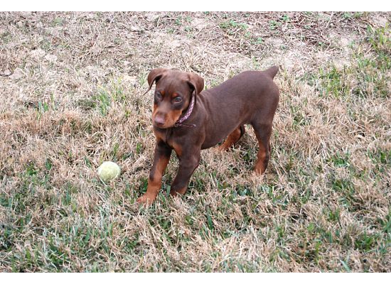 red dobie girl