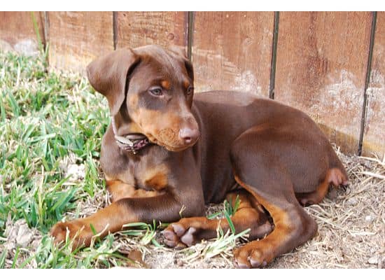 red dobie girl