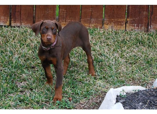 red dobie girl