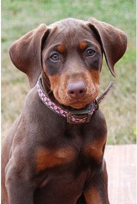 red dobie girl