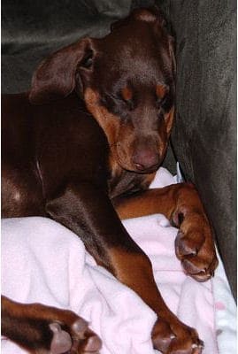 red dobie girl