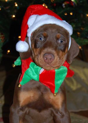 red rust girl dobe pup