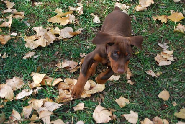 red rust girl dobe pup