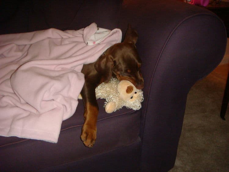 red rust girl dobe pup