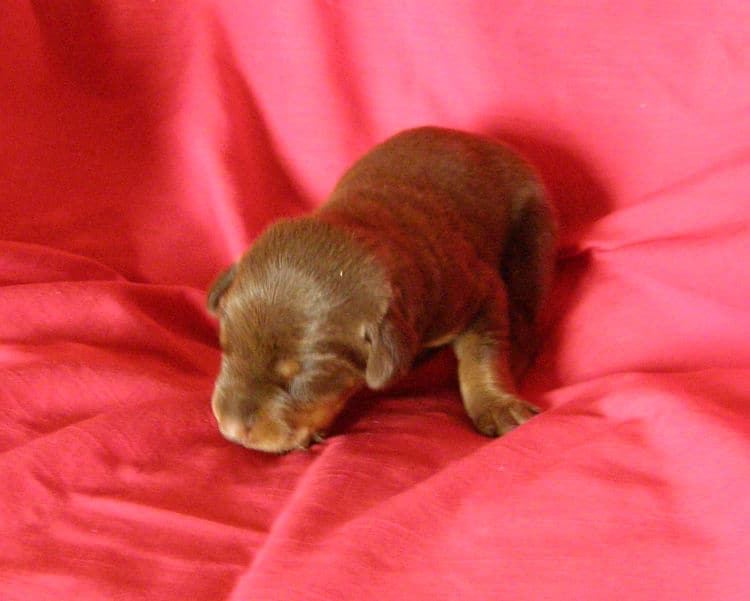 red and rust week old doberman puppy